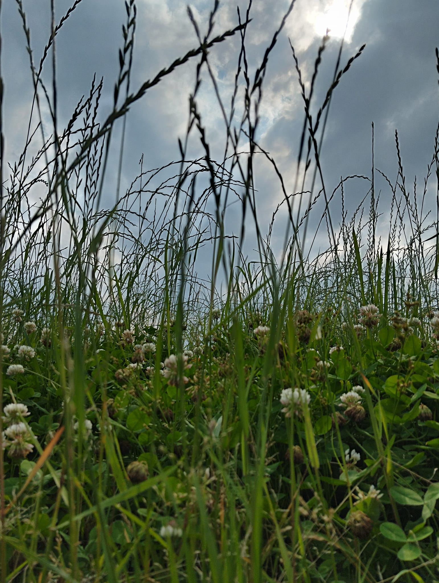 Autumn Moor Grass